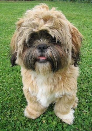 Shihtzu-.JPG