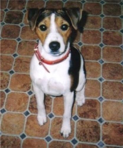 jackrussellterr.jpg