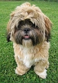 Shihtzu-